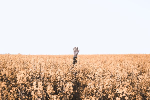someone raising their hand to signal that they are lost in a field of flowers