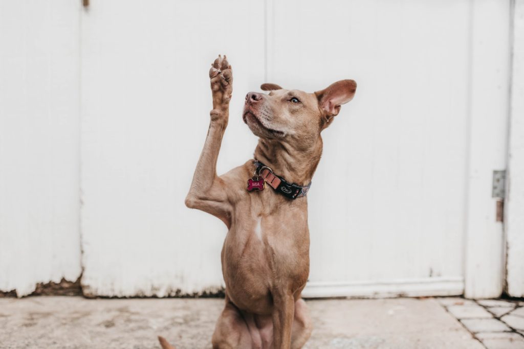 A dog raising its paw